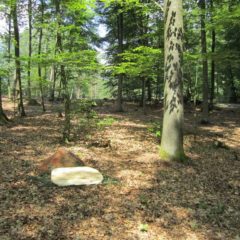 Wald Bild vom Ruheforst Kaiserslautern