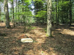 Wald Bild vom Ruheforst Kaiserslautern