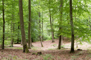 Naturbestattung - Was passiert, wenn ein Sturm den Baum mit meinem gekauften Platz umweht?